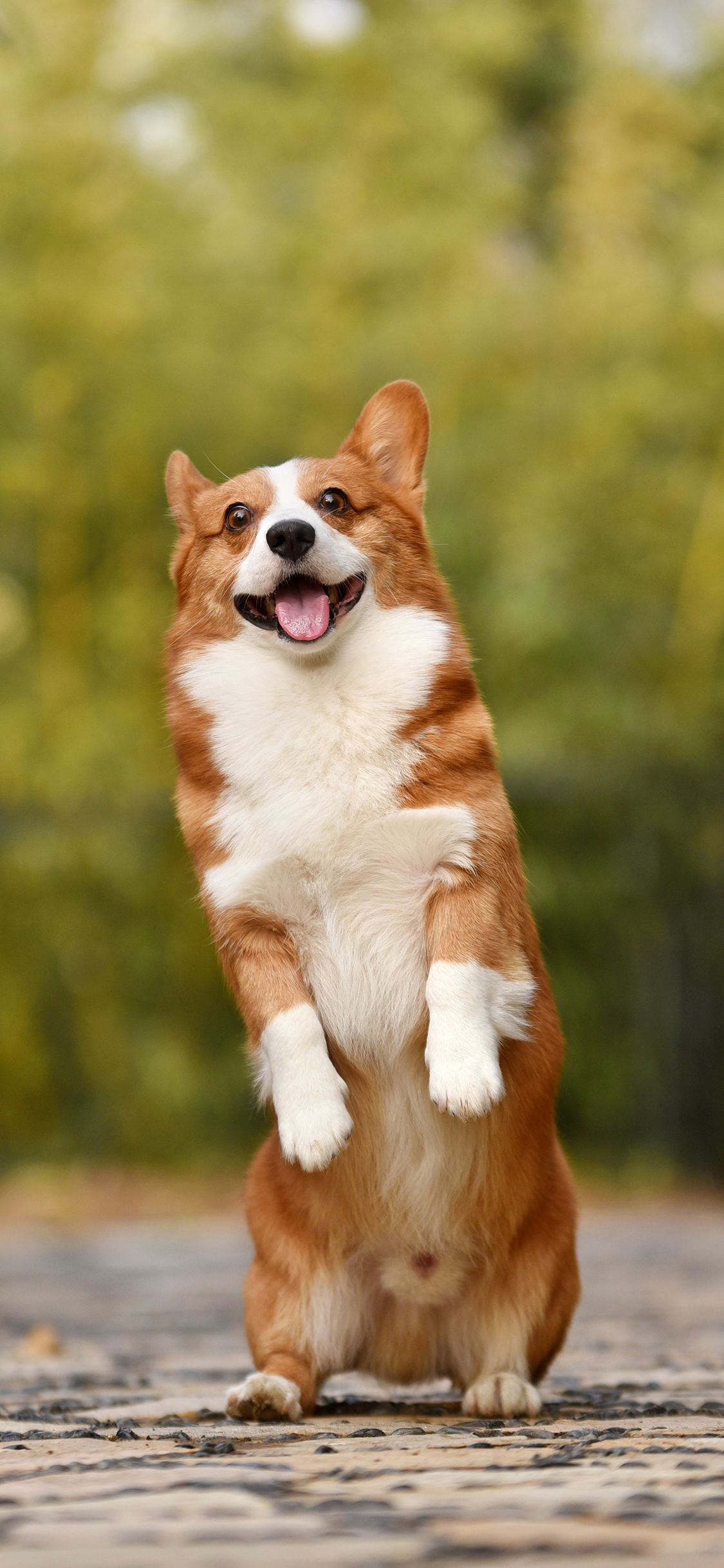 [2436×1125]柯基 狗 犬 汪星人 宠物 站立 苹果手机壁纸图片