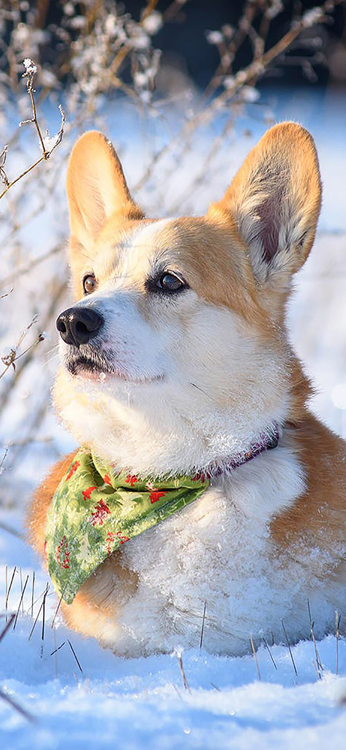 [2436×1125]柯基 短腿 雪地 户外 苹果手机壁纸图片