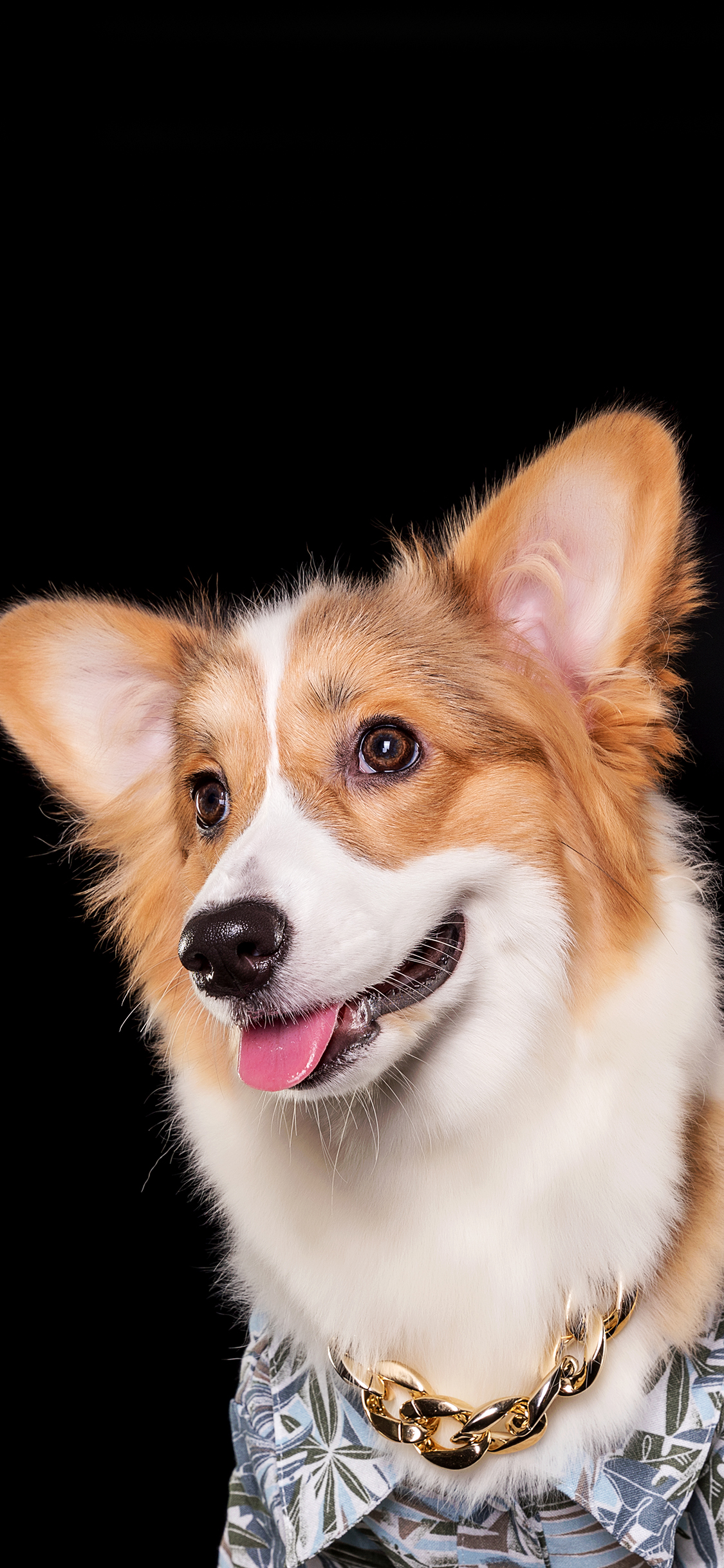 [2436×1125]柯基 金链 宠物狗 花衬衫 犬类 苹果手机壁纸图片