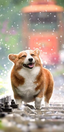 [2436x1125]柯基 铁轨 水珠 飞溅 苹果手机壁纸图片