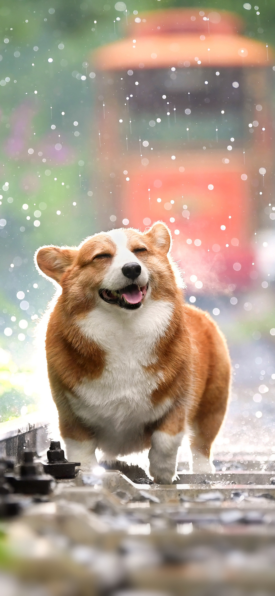 [2436×1125]柯基 铁轨 水珠 飞溅 苹果手机壁纸图片