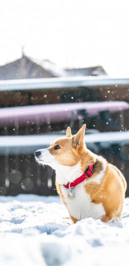 [2436x1125]柯基 雪地 宠物 铃铛 苹果手机壁纸图片