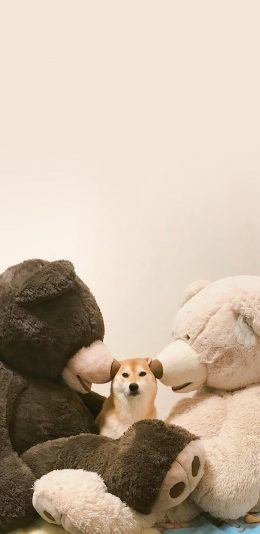 [2436x1125]柴犬 公仔 毛绒玩具 大熊 苹果手机壁纸图片