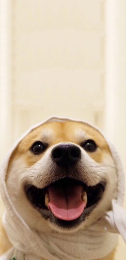 [2436x1125]柴犬 可爱 汪星人 狗 萌 宠物 苹果手机壁纸图片