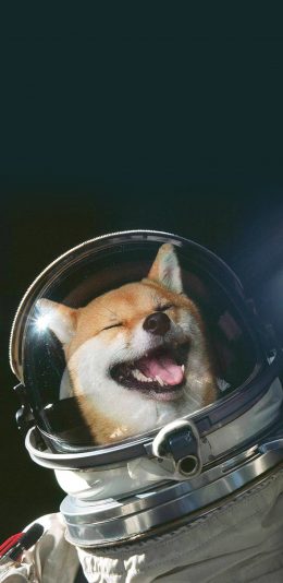 [2436x1125]柴犬 太空服 宇宙 宠物 汪星人 苹果手机壁纸图片