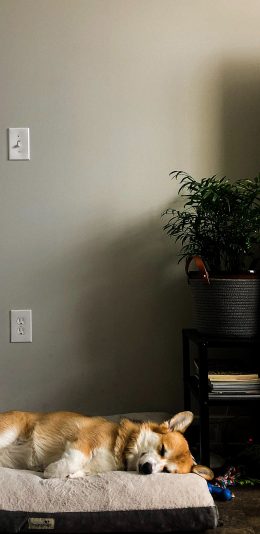 [2436x1125]柴犬 宠物 休憩 狗窝 苹果手机壁纸图片