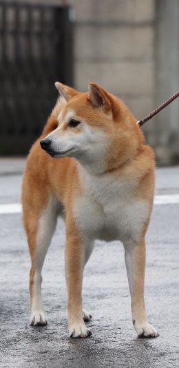 [2436x1125]柴犬 宠物 狗 汪星人 苹果手机壁纸图片