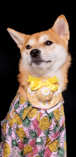 [2436x1125]柴犬 宠物狗 花衬衫 犬类 苹果手机壁纸图片
