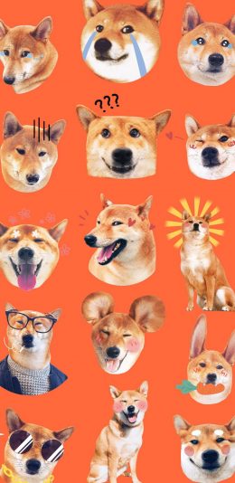 [2436x1125]柴犬 旺旺 狗 可爱 平铺 苹果手机壁纸图片