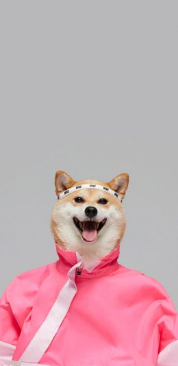 [2436x1125]柴犬 服装 狗 犬 耐克 发带 汪星人 苹果手机壁纸图片