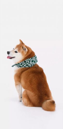 [2436x1125]柴犬 汪星人 可爱 宠物 萌 苹果手机壁纸图片