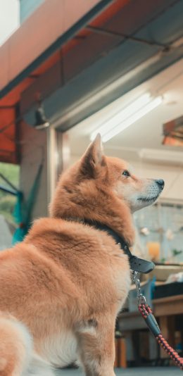 [2436x1125]柴犬 汪星人 宠物 可爱 萌 狗 苹果手机壁纸图片