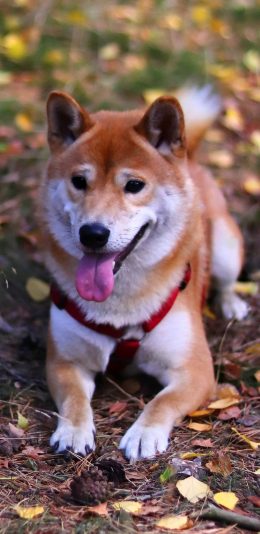 [2436x1125]柴犬 汪星人 狗 宠物 吐舌 落叶 苹果手机壁纸图片