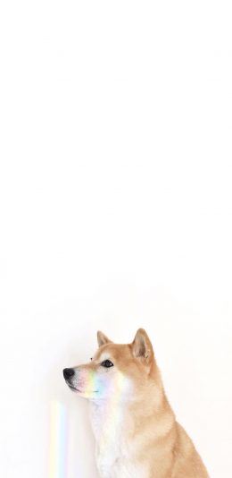 [2436x1125]柴犬 汪星人 狗 宠物 萌 苹果手机壁纸图片