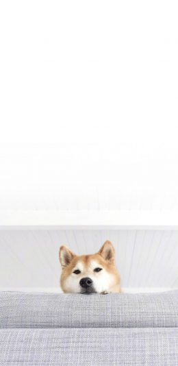 [2436x1125]柴犬 汪星人 狗 宠物 萌 探头 苹果手机壁纸图片