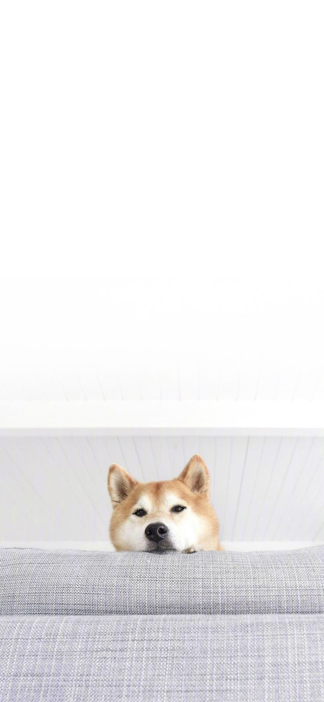 [2436×1125]柴犬 汪星人 狗 宠物 萌 探头 苹果手机壁纸图片