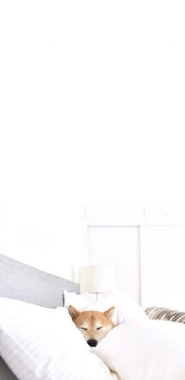 [2436x1125]柴犬 汪星人 狗 宠物 萌 被窝 苹果手机壁纸图片