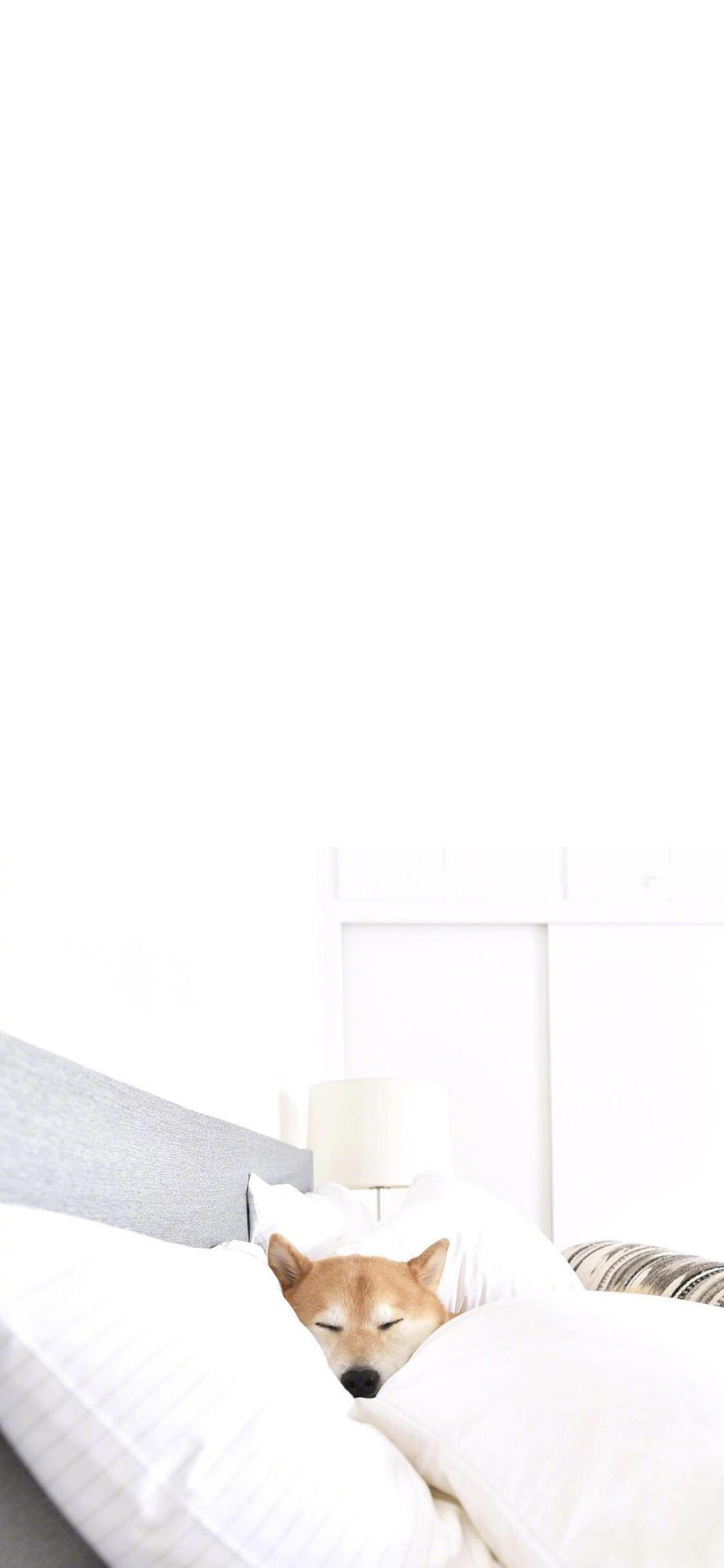 [2436×1125]柴犬 汪星人 狗 宠物 萌 被窝 苹果手机壁纸图片