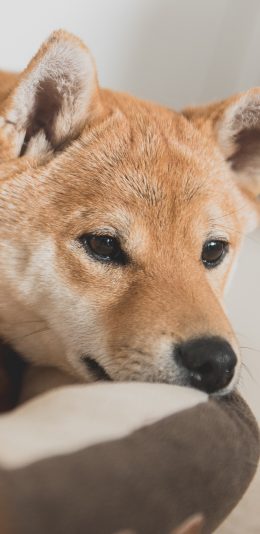[2436x1125]柴犬 汪星人 狗狗 可爱 萌 宠物 苹果手机壁纸图片
