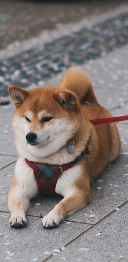 [2436x1125]柴犬 汪星人 狗绳 宠物 萌 苹果手机壁纸图片