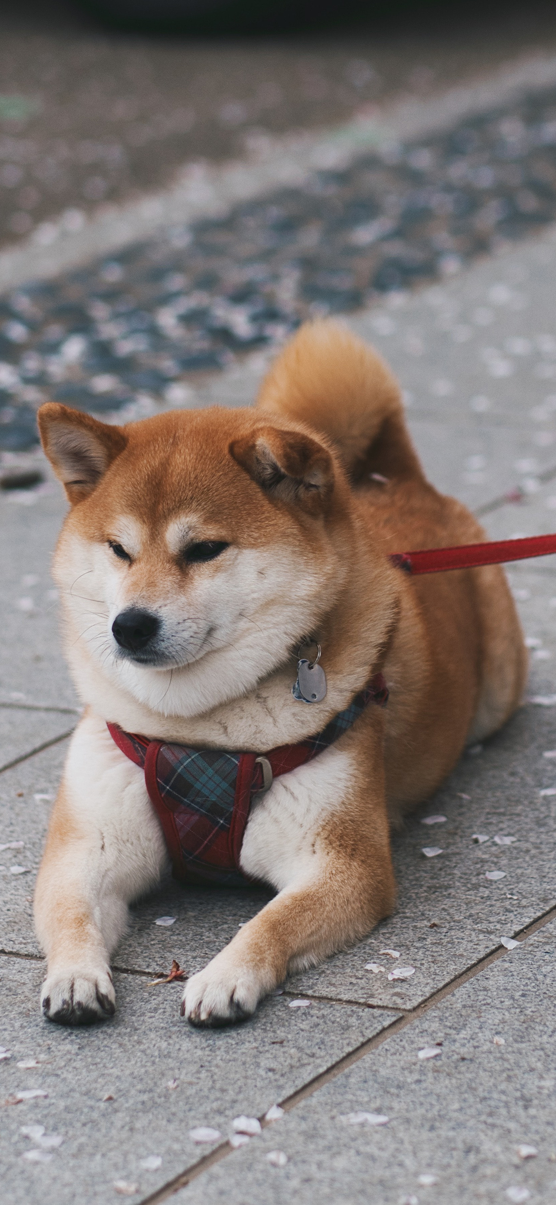 [2436×1125]柴犬 汪星人 狗绳 宠物 萌 苹果手机壁纸图片