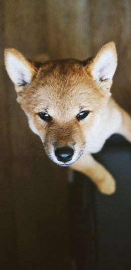 [2436x1125]柴犬 狗 宠物 可爱 苹果手机壁纸图片