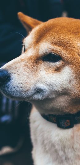 [2436x1125]柴犬 狗 汪星人 可爱 宠物 苹果手机壁纸图片