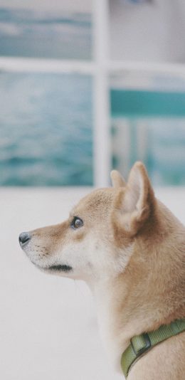 [2436x1125]柴犬 狗 汪星人 宠物 可爱 苹果手机壁纸图片