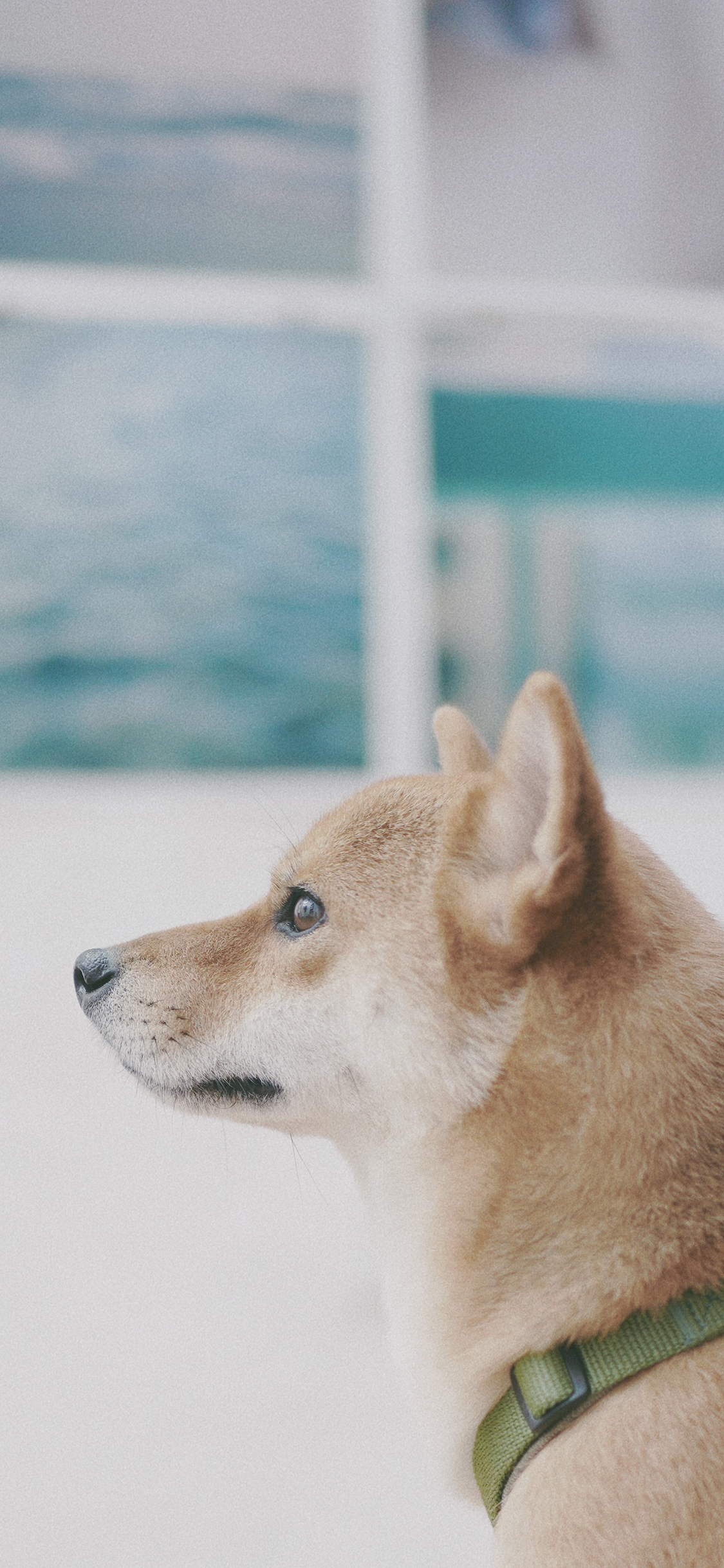 [2436×1125]柴犬 狗 汪星人 宠物 可爱 苹果手机壁纸图片