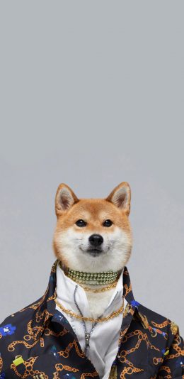 [2436x1125]柴犬 狗 汪星人 宠物 服饰 金链子 苹果手机壁纸图片