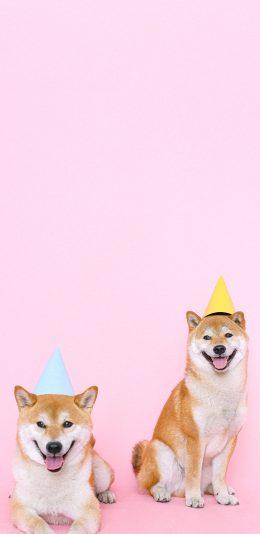 [2436x1125]柴犬 狗 汪星人 宠物 粉色 苹果手机壁纸图片