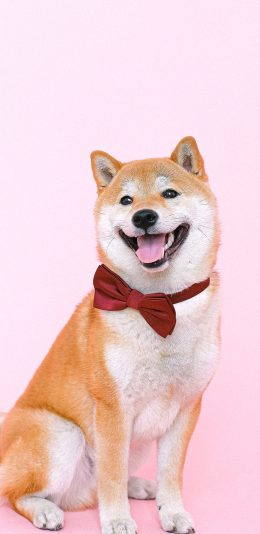 [2436x1125]柴犬 狗 汪星人 宠物 蝴蝶结 苹果手机壁纸图片