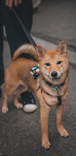 [2436x1125]柴犬 狗 汪星人 宠物 街道 苹果手机壁纸图片