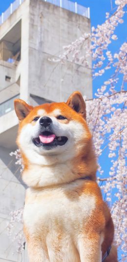 [2436x1125]柴犬 狗 汪星人 樱花 宠物 可爱 苹果手机壁纸图片