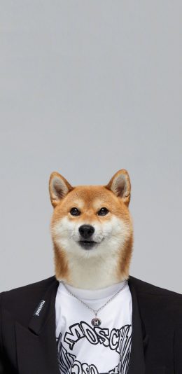 [2436x1125]柴犬 狗 汪星人 西装 链子 潮 苹果手机壁纸图片
