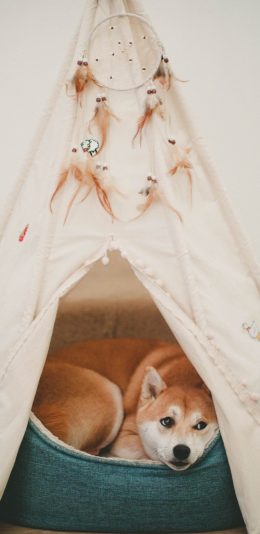 [2436x1125]柴犬 狗窝 捕梦网 汪星人 可爱 苹果手机壁纸图片