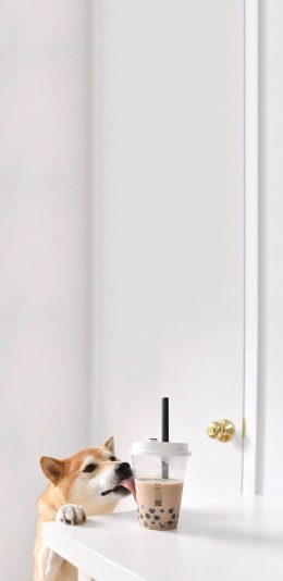 [2436x1125]柴犬 珍珠奶茶 可爱 萌 宠物 狗 苹果手机壁纸图片