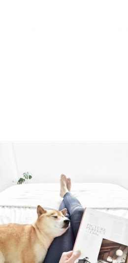 [2436x1125]柴犬 萌 宠物 阅读 狗 汪星人 苹果手机壁纸图片