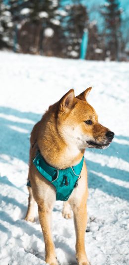 [2436x1125]柴犬 雪地 小狗 宠物 苹果手机壁纸图片