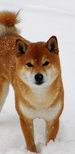 [2436x1125]柴犬 雪地 狗 汪星人 宠物 苹果手机壁纸图片