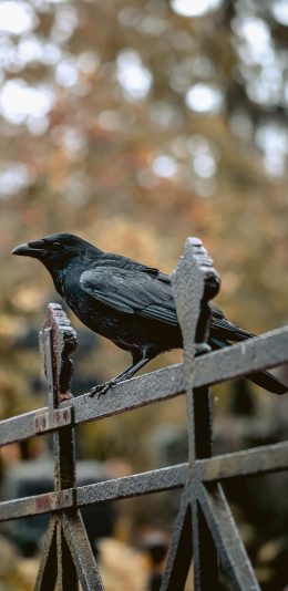 [2436x1125]栏杆 飞鸟 乌鸦 栖息 苹果手机壁纸图片