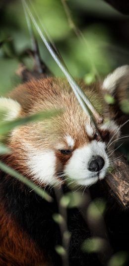 [2436x1125]树丛 小熊猫 睡觉 可爱 苹果手机壁纸图片