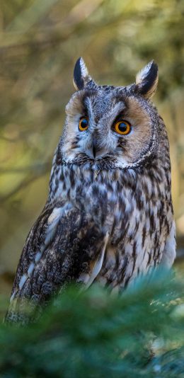 [2436x1125]树丛 飞鸟 猫头鹰 夜行动物 苹果手机壁纸图片