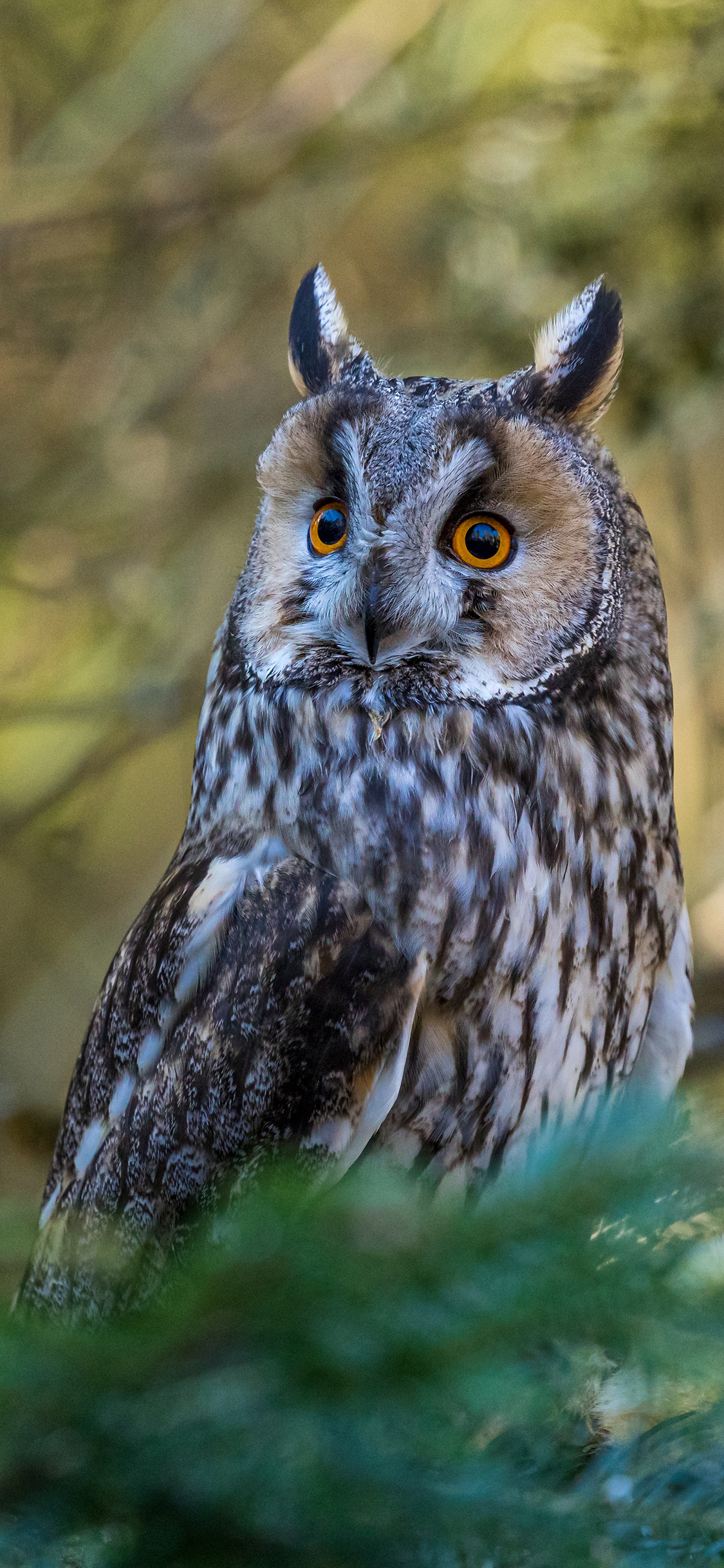 [2436×1125]树丛 飞鸟 猫头鹰 夜行动物 苹果手机壁纸图片