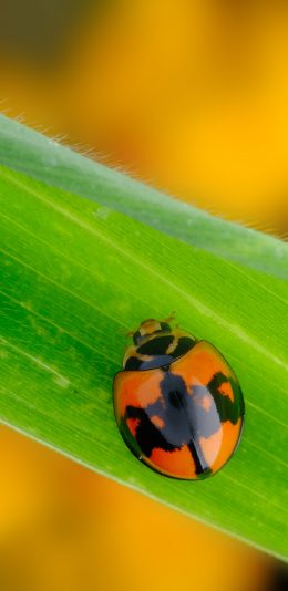 [2436x1125]树叶 绿叶 昆虫 七星瓢虫 苹果手机壁纸图片