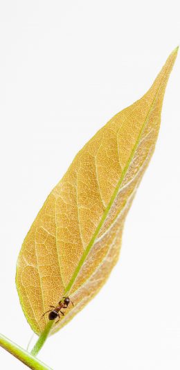 [2436x1125]树叶 蚂蚁 爬行 枝叶  清新 苹果手机壁纸图片