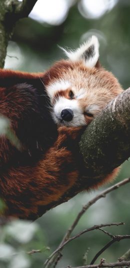 [2436x1125]树干 小熊猫 枝叶 休息 苹果手机壁纸图片