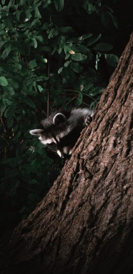 [2436x1125]树干 干脆面 浣熊 树林 苹果手机壁纸图片