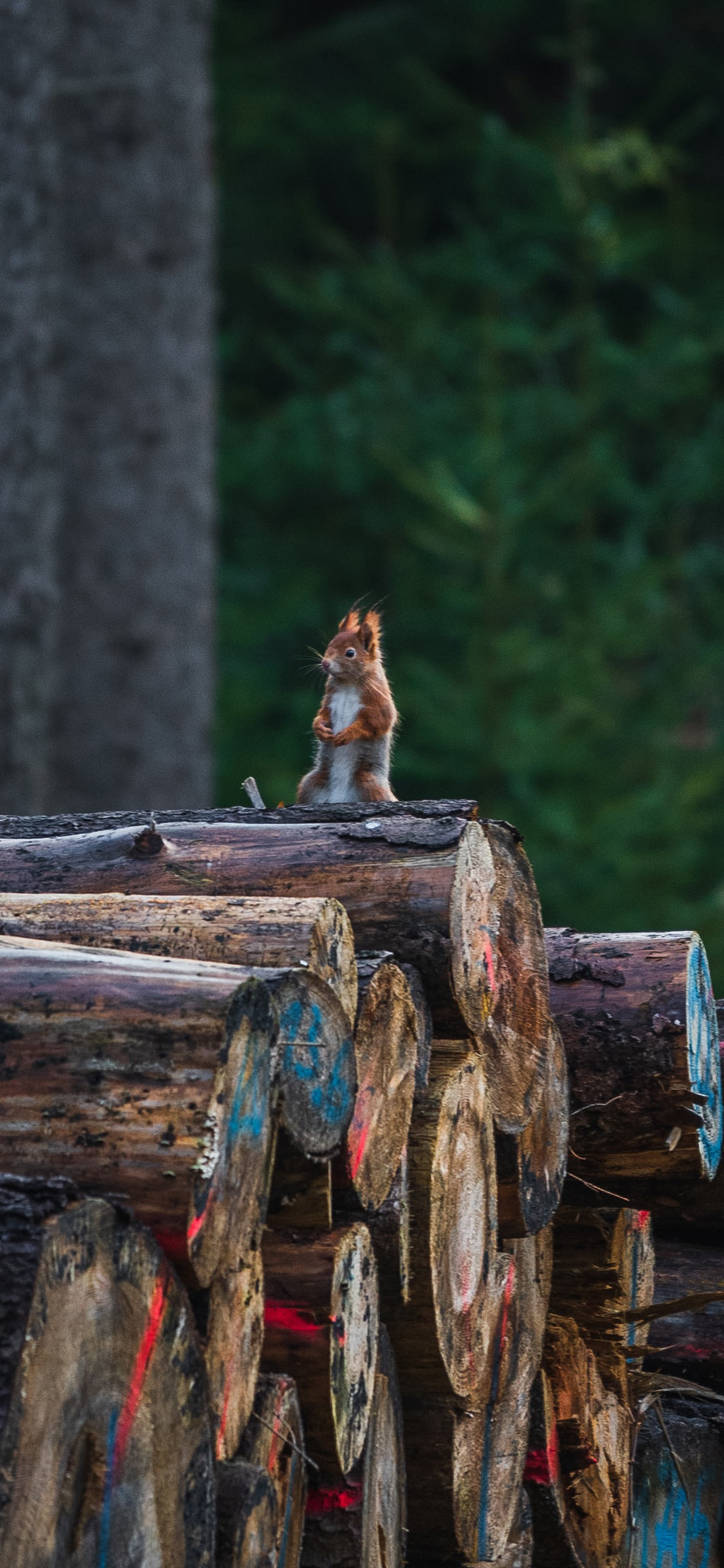 [2436×1125]树干 木柴 小松鼠 觅食 苹果手机壁纸图片