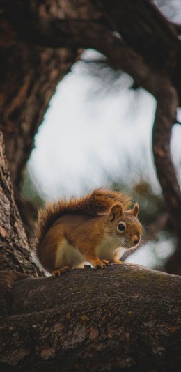[2436x1125]树干 松鼠 可爱 趴着 苹果手机壁纸图片